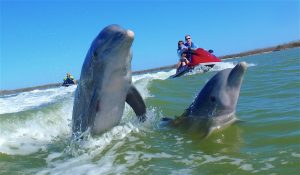 Water Sports Dolphin Jet Ski Tour by Avi's water sports Marco Island FL