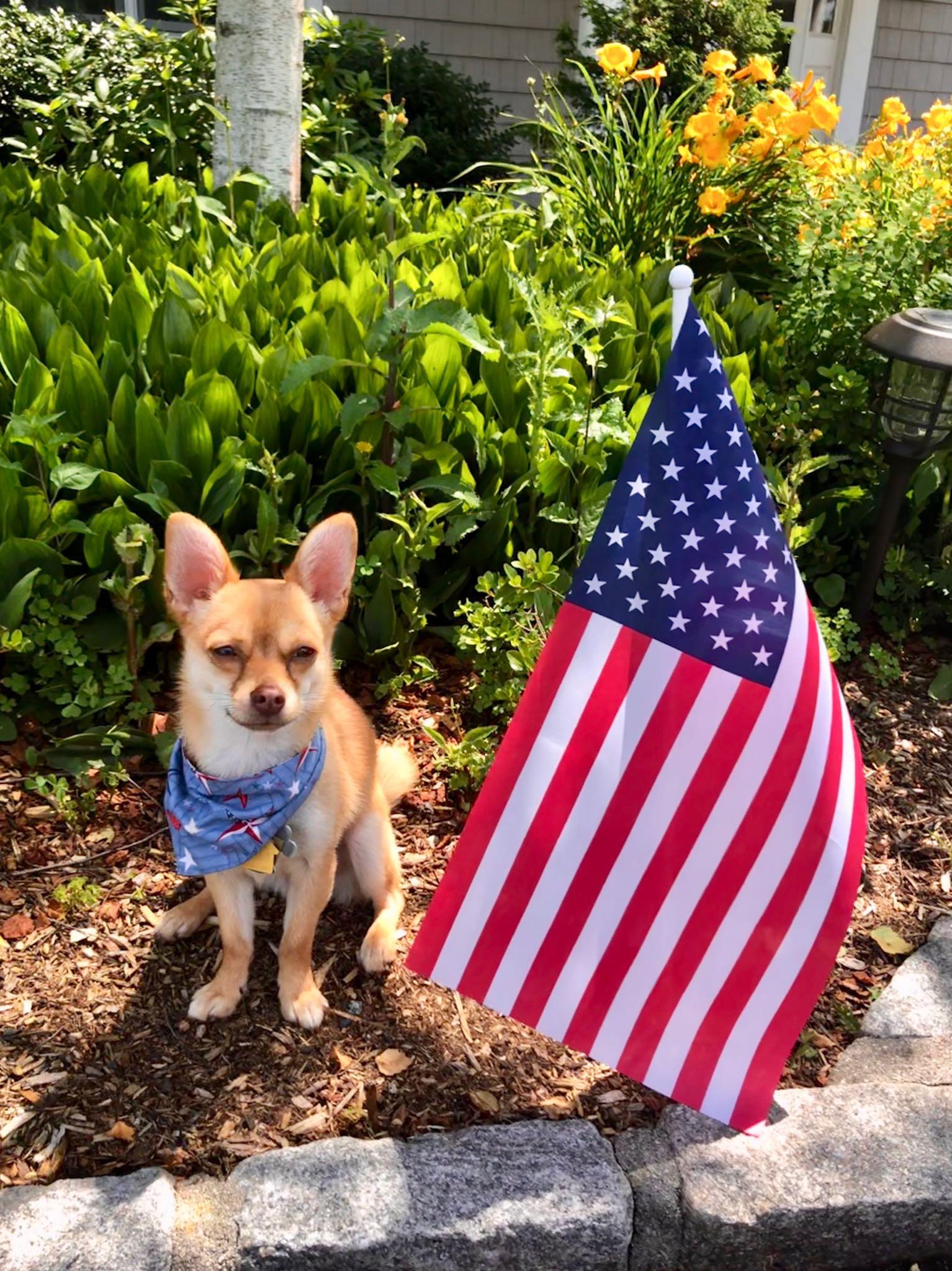 https://paradisecoastliving.com/wp-content/uploads/2021/02/petfriendly-july4-flag.jpg