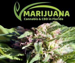 FL Cannabis Marijuana Sales
