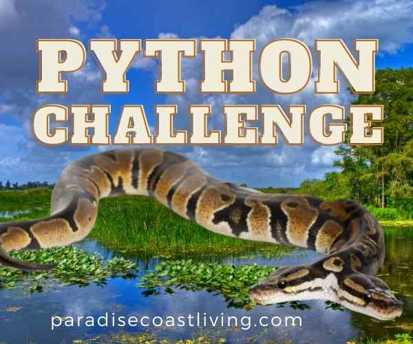 FL Python Challenge Burmese Python Hunt in the Florida Everglades