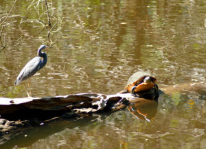 FL Wildlife - Turtle and Bird