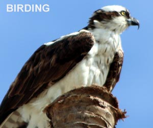 SWFL Birding Locations Florida Bird Trails
