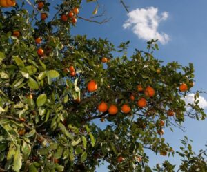 Orange tree in Florida withe Honeybell Oranges growing in the Florida Sunshine