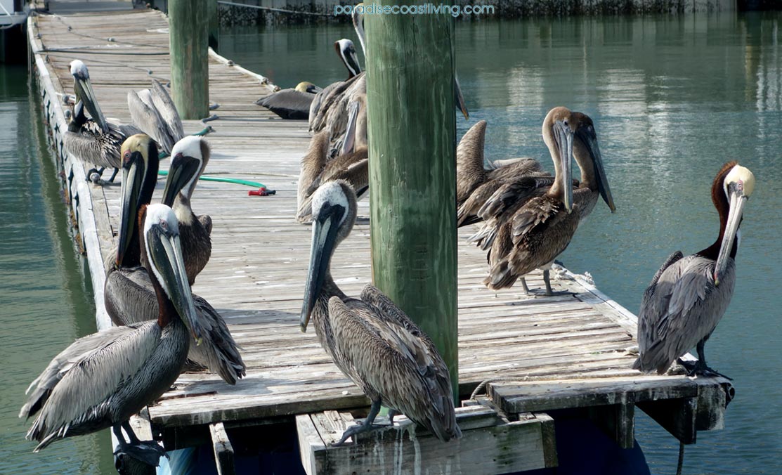 Brown and Grey Pelicans in Southwest Florida 