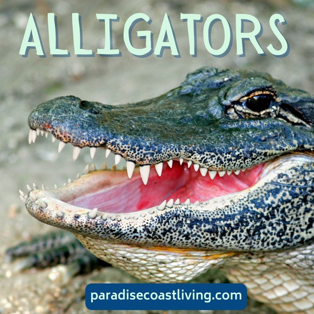 Paradise coast wildlife Alligators