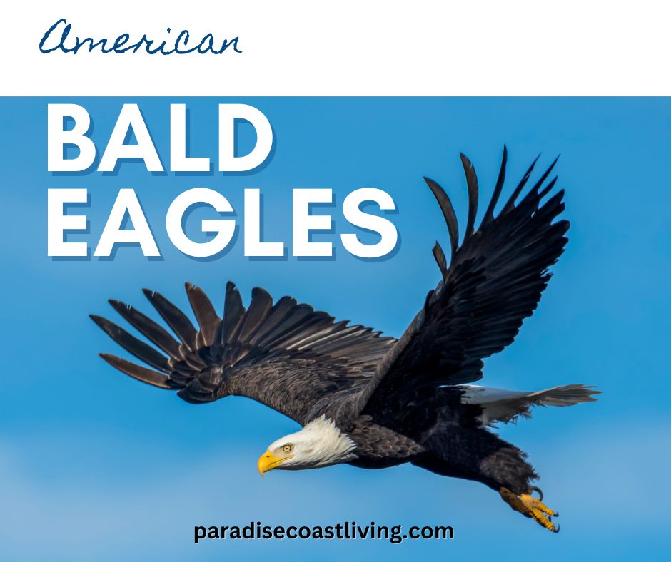 American Bald Eagle viewing in the Everglades, Southwest Florida