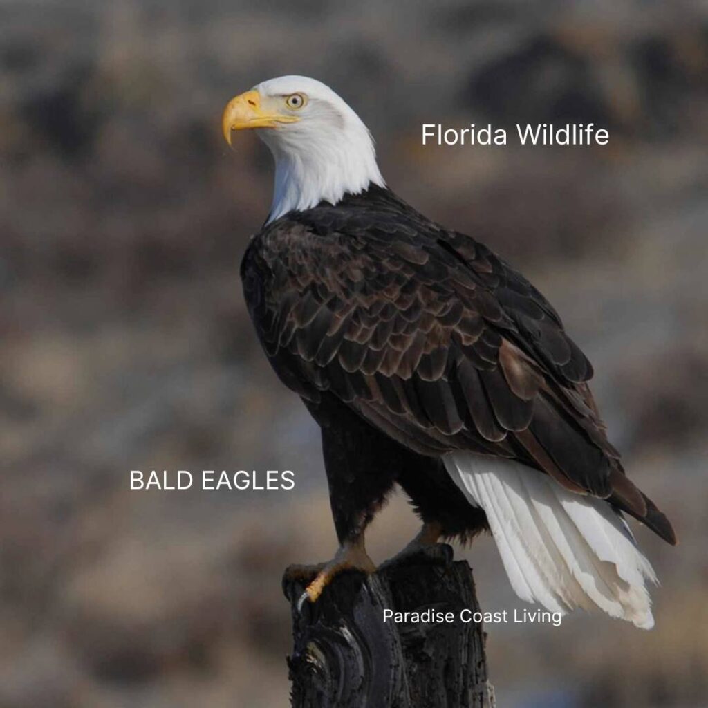 American Bald Eagles in Florida