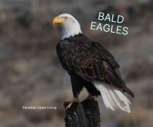 American Bald Eagles in Southwest Florida