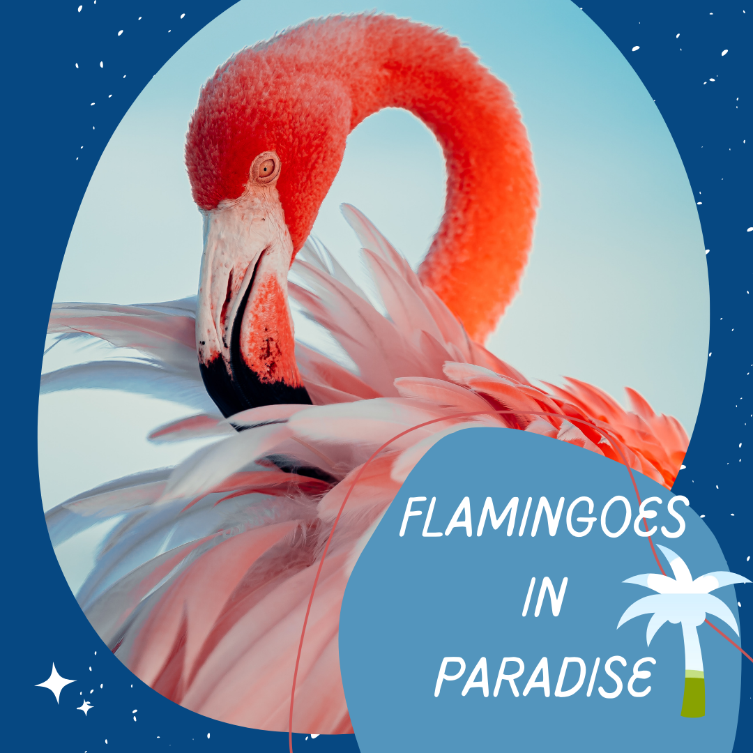 Flamingoes - Paradise Coast Living
