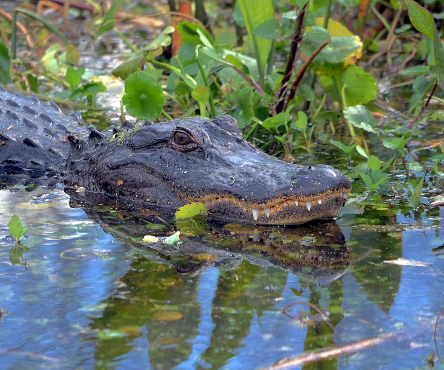 Swamp Gator
