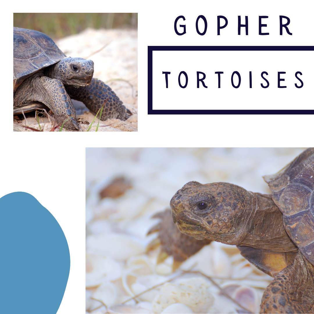 Gopher Tortoises - Paradise Coast Living