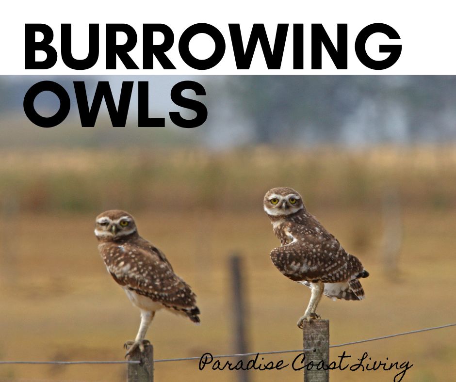 Florida Owls Burrowing Owl