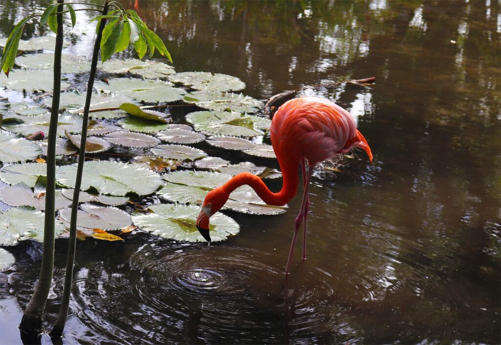 Flamingo at Everglades Wonder Gardens, Bonita Springs, FL
