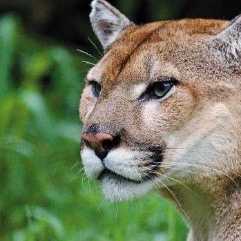 FL Wild Panther, or Cougar, or Mountain Lion