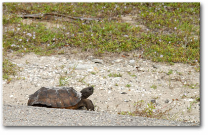 Marco Island Gopher Tortoise