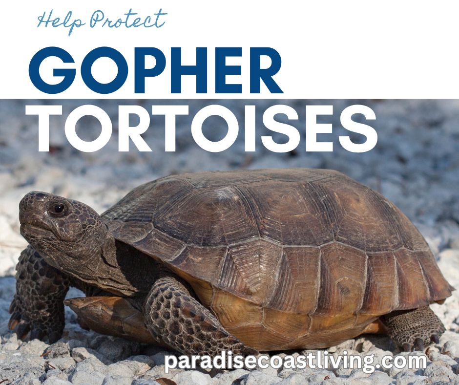 Protect Florida Wildlife - Gopher Tortoises