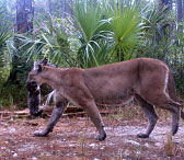 Florida Wildlife the Panther