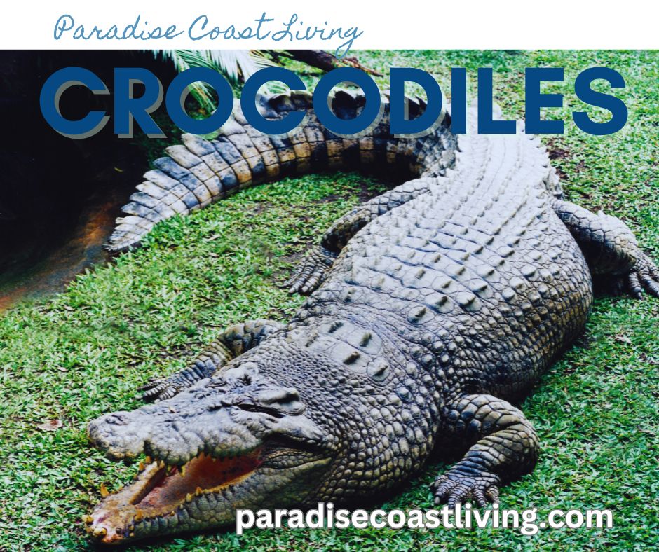 American Crocodiles