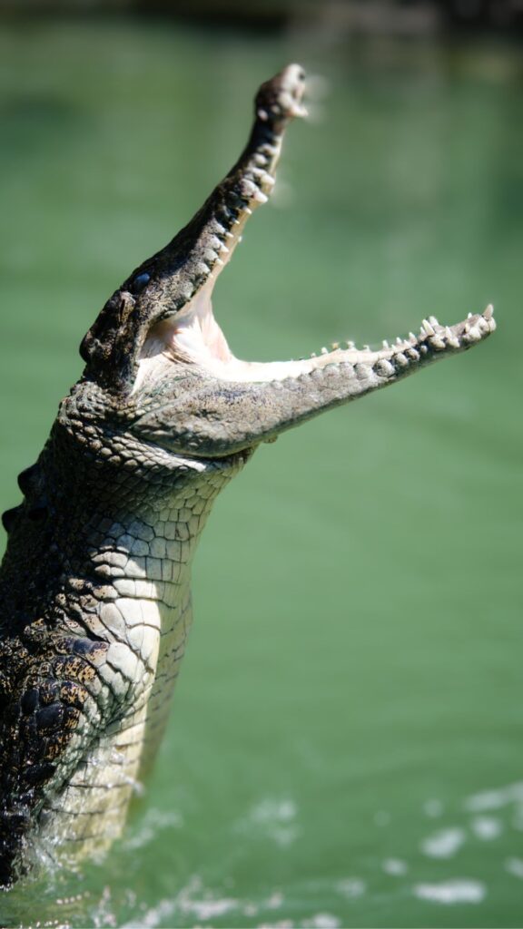 A Florida Crocodile Snout