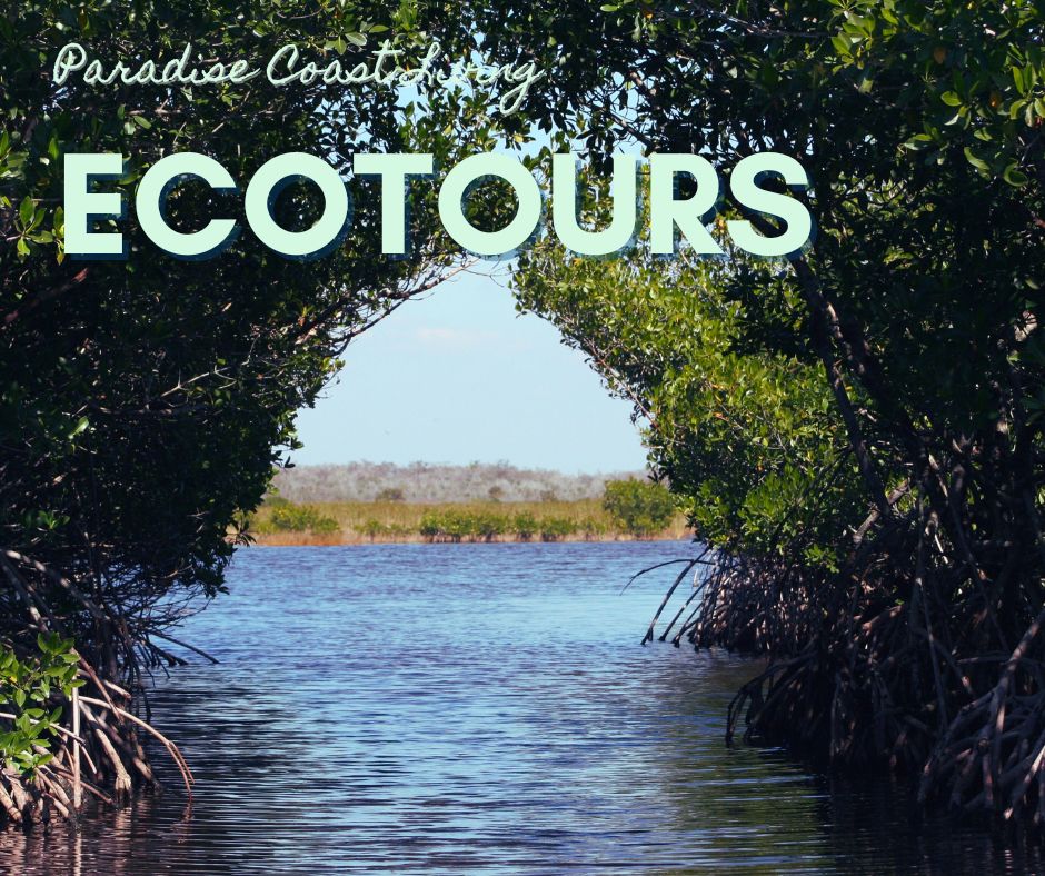 ecotours in Southwest Florida, Everglades National Park, Paradise Coast