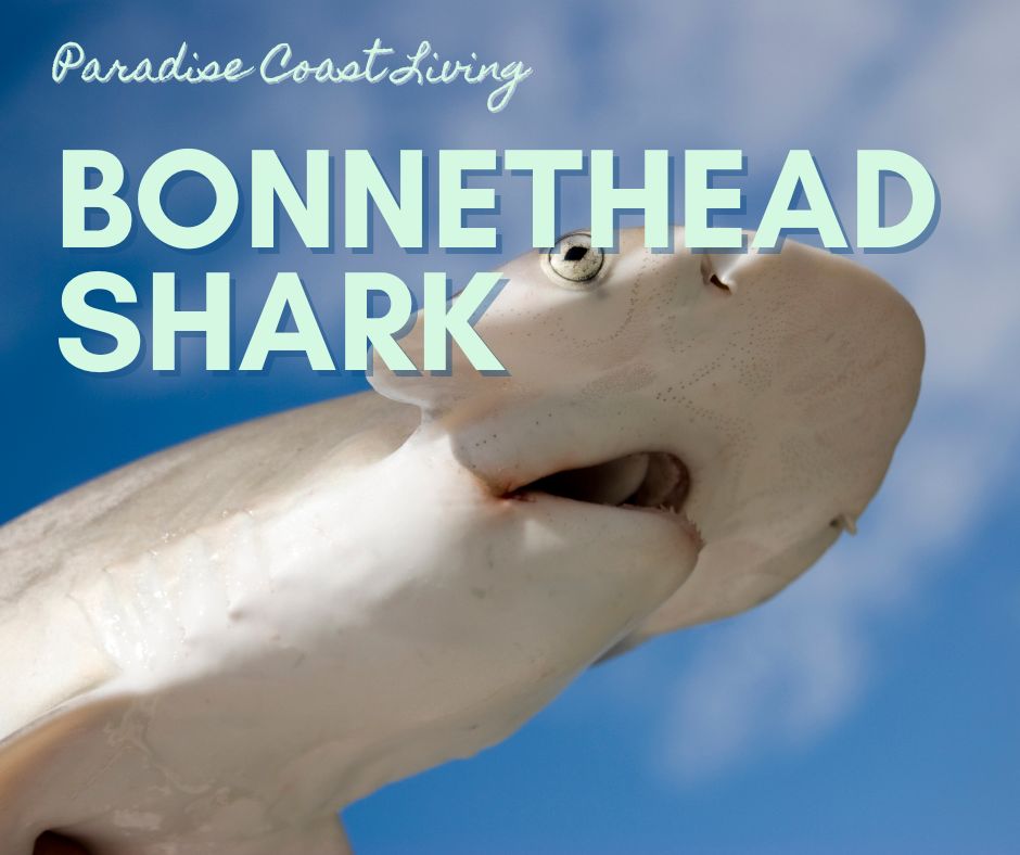 Bonnethead Sharks