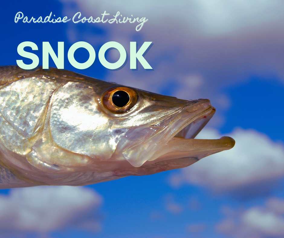 Snook fishing in Florida