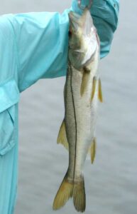 Adult Snook