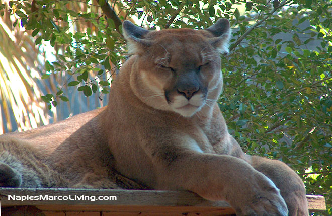 Naples Zoo animal the Florida Panther naps in captivity. 