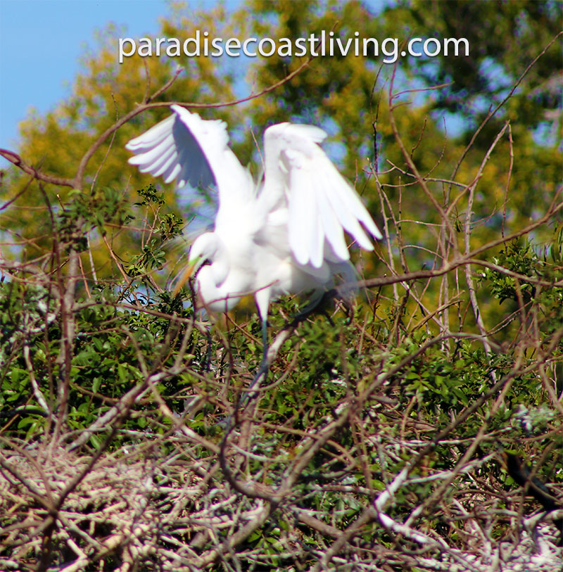 Birding at Venice Rookery SW FL