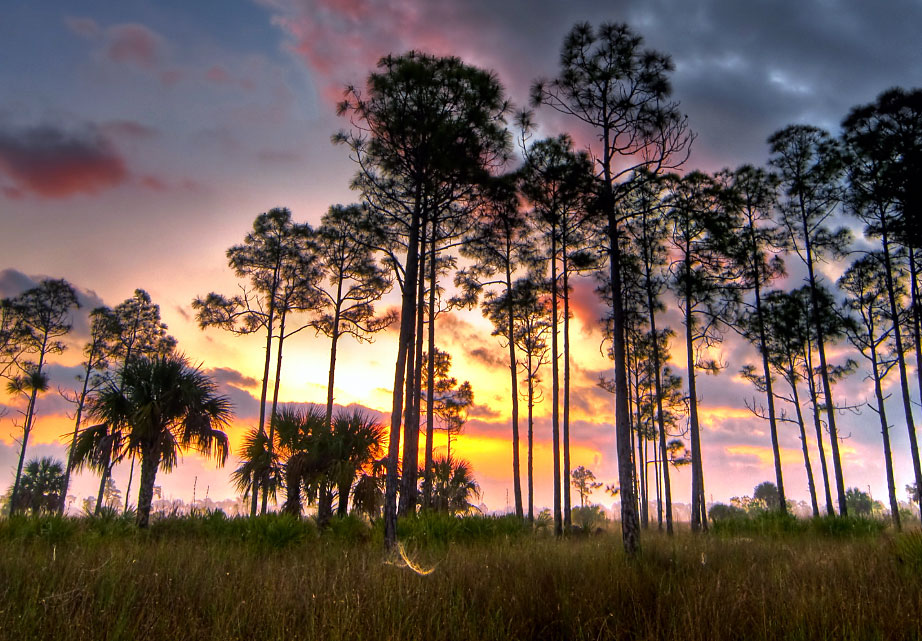 Big Cypress Swamp Sanctuary Boardwalk Nature Walks in Southwest Florida